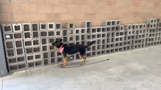 Dog Detection Training - G.I K9