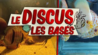 MAINTENIR DES DISCUS FACILE ? TOUT SAVOIR ! Gab