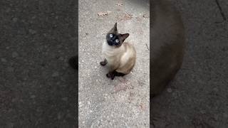 🩷Yin☯️Yang🩵My Loves, My Angels💫👑🌞 #cat #кот #猫 #love #gatto #cats #siamesecat #angel #yinyang