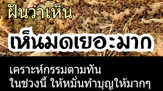 ทำนายฝัน - ฝันเห็นมดเยอะมาก ทำนายฝันเห็นมดแม่นๆ (พร้อมเลขเด็ด)