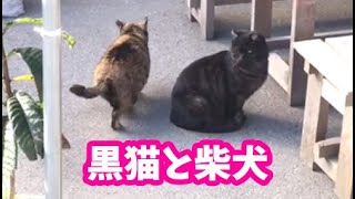 柴犬サブ【黒猫と柴犬】みやこ寿司　トラ猫ゆき　多賀の里　愛知　常滑　ランチ　子連れOK　多賀神社