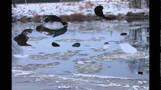 Salmon Fishing on River Dee in February