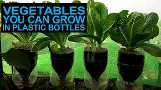 Mga Gulay Na Puwedeng Itanim Sa Bote Ng Softdrinks I Vegetables You Can Grow In Plastic Bottles