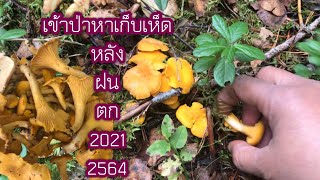 17 กันยายน 2564🍄เข้าป่าหาเก็บเห็ดหลังฝนตก🍐เก็บผลไม้กันนะคะ