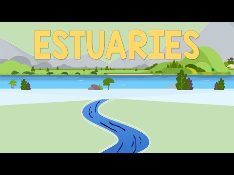 What is an estuary zone?