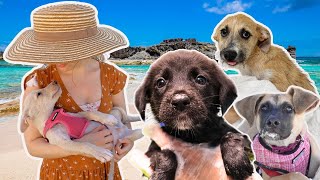 I'm traveling the world to volunteer at different dog rescues | Trip one: Turks \u0026 Caicos