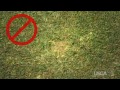 fore the golfer how to repair ball marks