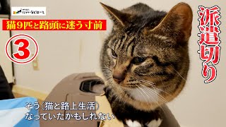 【派遣切り】猫９匹と路頭に迷う寸前…多頭飼育も【不幸の連鎖】③#363