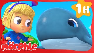 Mila and the Whale | Morphle | Rescue Adventures