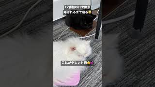 【初公開】バラエティー番組のロケ Ep.4😊#芸能界の裏側 #猫 #子猫 #ペット #shorts #猫の日 #2月22日 #春日部