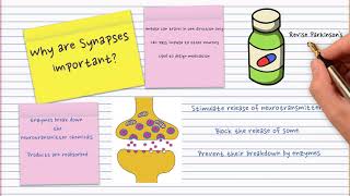 Nervous system revision summary- A video to structure revision of this topic-Leaving Cert Biology