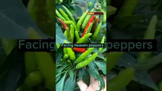 Green chillies।। Farming in China