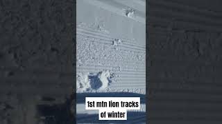 1st Mtn Lion tracks of Winter #running #snowrunning