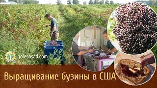 ВЫРАЩИВАНИЕ БУЗИНЫ В США