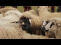 rare breeds preservation in bulgaria