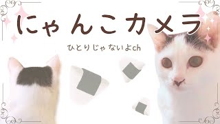 【夜のにゃんこカメラだよ😊】ひとりじゃないよ(^o^)【まずはおちゅるから😊】