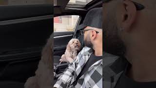 Mini Cockapoo tells her dad she’s his soul dog 🥺 #minicockapoo #puppylove #dogs