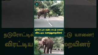 நடுரோட்டில் சுற்றிய காட்டு யானை!விரட்டிய வனத்துறையினர் | Oneindia Tamil