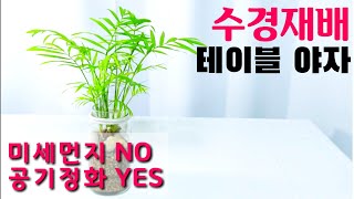 🌴수경재배🌴로 키우기  테이블야자 / Indoor Air purifying plants (in water)