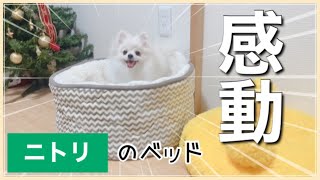 【ポメラニアン】ニトリのＮウォームベッドは感動の気持ちよさらしい。The dog bed feels too good