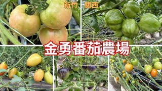 2023 -11 新竹 關西 金勇蕃茄農場(免費參觀)