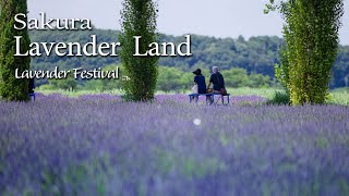 【101】富良野みたいな  佐倉ラベンダーランド🌼 Sakura Lavender Land Lavender Festival