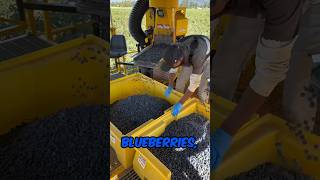 How BLUEBERRIES are Harvested 🤯