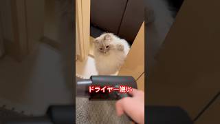 いつもドライヤー見学しにくるから久々に見せてみた #ネヴァマスカレード #サイベリアン #cat #猫 #shorts