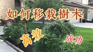 如何高效成功移植树木How to Transplant Trees Successfully———前院改建工程之二