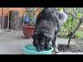 haiduc ciobanesc romanesc carpatin carpathian shepherd dog