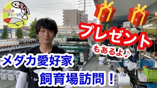 屋上で5000匹以上を飼育する【丸智メダカさん】飼育場訪問♪プレゼントもあるよ✨