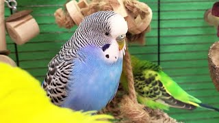 7 hours of budgie sounds for relaxation