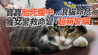 懷孕浪貓倒警局前被救...胎死腹中命危！員警集資救命變「超萌警貓」｜愛護動物｜暖心警察