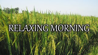 Beautiful Windy Paddy Field Relaxing Video | Relaxing Music1+