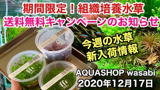 ADA組織培養水草 送料無料キャンペーンのお知らせ！ AQUASHOP wasabi２０２０年１２月１７日新入荷情報 ネイチャーアクアリウム水槽立ち上げ初心者、CO２添加無し水草レイアウト種類、植え方