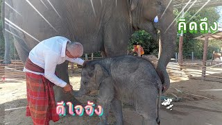 วินาทีขวัญใจ เจอพ่อควาญ แม่มะลิถึงกับร้อง‼️🥰🐘🎀