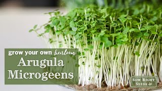 Sow Right Seeds | Arugula Microgreens