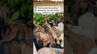 Paket breeding ekonomis‼️20 betina 1 jantan 650rb saja😵😵 #wa081234703493 #mudajayafarmponorogo