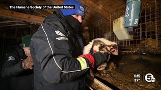 Hundreds of animals rescued from Ashtabula fur and urine farm