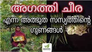 അഗത്തി ചീര എന്ന അത്ഭുതസസ്യത്തിന്റെ ഗുണങ്ങൾ | Agathi Keerai Krishi | Agasthi Cheera | Agastya Cheera