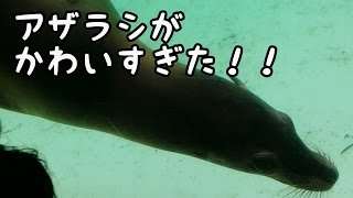 千葉市動物公園のアザラシがかわいすぎた！