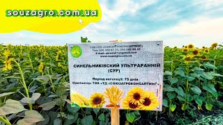 ЯК ВИГЛЯДАЄ СОНЯШНИК СИНЕЛЬНИКІВСЬКИЙ УЛЬТРАРАННІЙ (СУР)