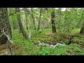 Birdsong by the Stream in the Pine Forest