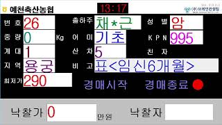 예천축산농협 1월 27일 경매가축시장