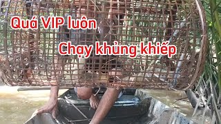 Thăm lờ kiểu này mới thấy mê nè // thăm lợp tôm càng xanh ở Miền Tây