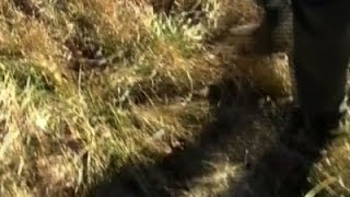 Reward Offered after Elk Poached on Preserve