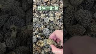 20秒教你認識野生羊肚菌，做個精明消費者！