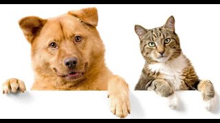 കൊച്ച് കുരുപ്പ്.😃😆🐈‍⬛🐕|Animal fun dub 250| cat dog|malayalam_dubbing|#respect#trending #viral #funny