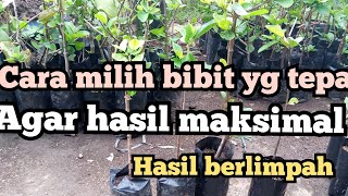 Cara pilih bibit jambu kristal agar hasil berlimpah