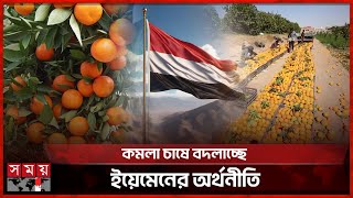 মরুর দেশে থোকায় থোকায় ঝুলছে রসালো কমলা | Orange Cultivation | Yemen | Agriculture News | Somoy TV